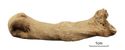 Thumbnail of Figure 6.7: Bainesse Cemetery: Skeleton 12573 (Grave 78), healed fracture of the left third metacarpal at mid-shaft.