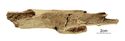 Thumbnail of Figure 6.8: Bainesse Cemetery: Skeleton 12731 (Grave 87), fractured left tibia midshaft.