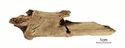 Thumbnail of Figure 6.9: Bainesse Cemetery: Skeleton 12731 (Grave 87), fracture of left fibula at midshaft.