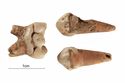Thumbnail of Figure 6.27: Bainesse Cemetery: Skeleton 12868 (Grave 181), dental enamel hypoplasia on deciduous dentition.