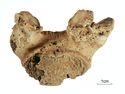 Thumbnail of Figure 6.44: Bainesse Cemetery: Skeleton 13260 (Grave 17), spondylolysis of the fifth lumbar vertebra.