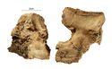 Thumbnail of Figure 6.45: Bainesse Cemetery: Skeleton 12652 (Grave 186), osteoarthritis (eburnation) on the right distal femur and right proximal tibia.