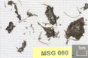 Thumbnail of MSG080_001_cons