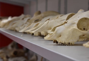 National Zooarchaeological Reference Resource (NZRR)