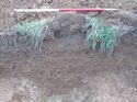 Thumbnail of <em>12: Section through ditch [1303]</em> <br  />(12_Section_through_ditch_1303.jpg)