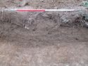 Thumbnail of <em>47: Section through ditch [1005]</em> <br  />(47_Section_through_ditch_1005.jpg)