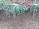 Thumbnail of <em>05: Section through ditch [1403]</em> <br  />(5_Section_through_ditch_1403.jpg)