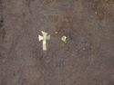Thumbnail of Gold foil latin crosses <11> (l) & <12> (r), found at head end of the coffin, and consequently thought to have been placed over the eyes of the deceased.