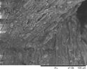 Thumbnail of Figure 11.167: SEMicrograph of a single fibre in Cat. no. 2033 with a node/dislocation (Image: M. Gleba).
