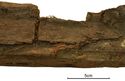 Thumbnail of Figure 14.49: detail of oak fragment RF8531, showing a lap joint.