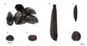 Thumbnail of Figure 15.40: a) tormentil, b) bristly hawkbit, c) lesser hawkbit, d) ragged robin, e) starwort and f) strawberry from layer 18997, Group 22461.