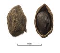 Thumbnail of Figure 15.42: pistachio nut and shell from well 18673.