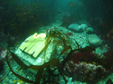 Thumbnail of Oak sample blocks on the seabed
