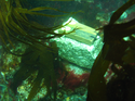 Thumbnail of Oak sample blocks on the seabed