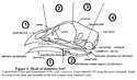 Thumbnail of Bird skull zones