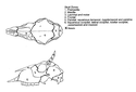 Thumbnail of Mammal skull zones