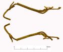 Thumbnail of Catalogue no. 156. Hilt-collar in gold, low form, filigree herringbone ornament 