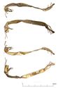 Thumbnail of Catalogue no. 137. Hilt-collar in gold, low form, filigree herringbone ornament 