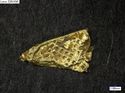 Thumbnail of Catalogue 695. Gold foil with cross-hatched pattern K1484. Not Scaled. 