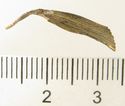 Thumbnail of Catalogue 613.  Reeded strip in silver-gilt, 8mm wide.K1592 and K1617 joined. Back. Not scaled. 