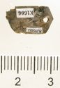 Thumbnail of Catalogue 613.  Reeded strip in silver-gilt, 8mm wide. K1666 and K1680b joined. Back. Not scaled. 