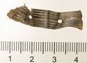 Thumbnail of Catalogue 607/613.  Reeded strip in silver-gilt, 8mm wide. K1689 and K1524 joined. Top. Not scaled. 