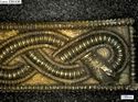 Thumbnail of Catalogue no 558. Strip-mount,gold and garnet cloisonné, filigree serpent mounts. K1741 detail 