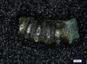 Thumbnail of Catalogue no. 242. (K2018) cast copper alloy with gilding probably from hilt-ring(s)(1 ) 