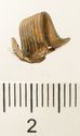 Thumbnail of Catalogue 613.  Reeded strip in silver-gilt, 8mm wide. K2153 and K1331 joined. Base. Not scaled. 