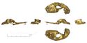 Thumbnail of Catalogue no. 270. Hilt-plate in gold  with a pair of bosses 