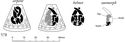Thumbnail of Interpretive drawing of pyramid 578 
