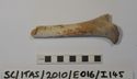 Thumbnail of Long bone, head and shaft, possible sheep