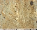 Example of Gebdykes Limestone