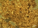 Thumbnail of 5.3.2.9.18 Microscopic charcoal (C) embedded in melanised groundmass of the A3 horizon. NB13[1] 2. OIL <br  />(<b>Filename:</b> 5_3_2_9_18_Microscopic_charcoal_Soil_Pit_base_of_A3_horizon.jpg)