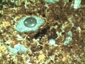 Thumbnail of 5.3.2.9.19 Microscopic charcoal (C) embedded in melanised groundmass. NB13[2] 2B, OIL <br  />(<b>Filename:</b> 5_3_2_9_19_Microscopic_charcoal_TP_1_3.jpg)