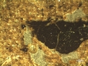 Thumbnail of 5.3.2.9.20 Charcoal undergoing in situ fragmentation and comminution. Sample NB13[4] 1A. OIL <br  />(<b>Filename:</b> 5_3_2_9_20_Charcoal_with_in_situ_fragmentation_Pit_Sondazh_1.jpg)