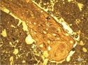 Thumbnail of Pit Sondazh 1 SMM Sherd with mixed temper <br  />(<b>Filename:</b> Pit_Sondazh_1_SMM_Sherd_with_mixed_temper.jpg)