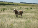 Thumbnail of The Sondazh 1 cow <br  />(<b>Filename:</b> The_Sondazh_1_cow.jpg)