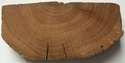 Image from Dendrochronology Database