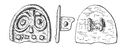 Thumbnail of After Hattat 2000, 380, fig. 125 no. 1422