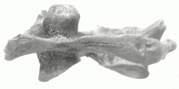 Bronze Age atlas vertebra