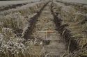 Thumbnail of Trench 8 tr shot from W
