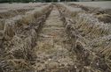 Thumbnail of Trench 8 tr shot from E