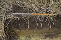 Thumbnail of Trench 5 representative section