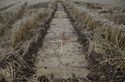 Thumbnail of Trench 5 trench shot from S