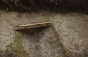 Thumbnail of NW facing ditch 305