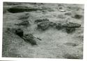 Thumbnail of Infant and animal burial complex stone group, Animal Burial 3