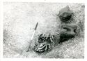 Thumbnail of Infant and animal burial complex stone group, Animal Burial 3