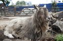 Thumbnail of Gargoyle (Aka Gargle) Billy Goat Looking West