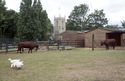 Thumbnail of St Dunstan’s Church And Lloyd (Now-Castrated) Bull With His Daughter Leena Looking South-East